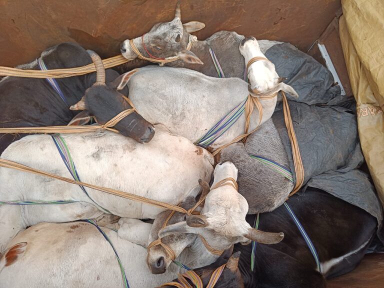 सोनभद्र – करमा पुलिस ने तीन पिकअप , 21 गोवंश किया बरामद।