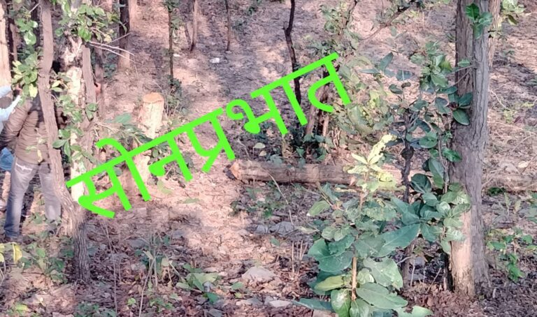 हरे पेड़ों की कटाई जारी,आखिर कब तक वन विभाग करेगी नजरंदाज।