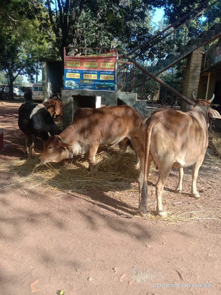 वध के लिए बिहार ले जाए जा रहे पीकप सहित 6 पशु बरामद , तस्कर फरार ।