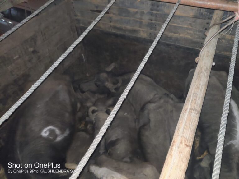 भैंस से लदी अवैध दर्जनों पशुओं के ट्रक को झंडा लगा रहें बजरंगी समर्थकों ने पकड़ा आक्रोश।