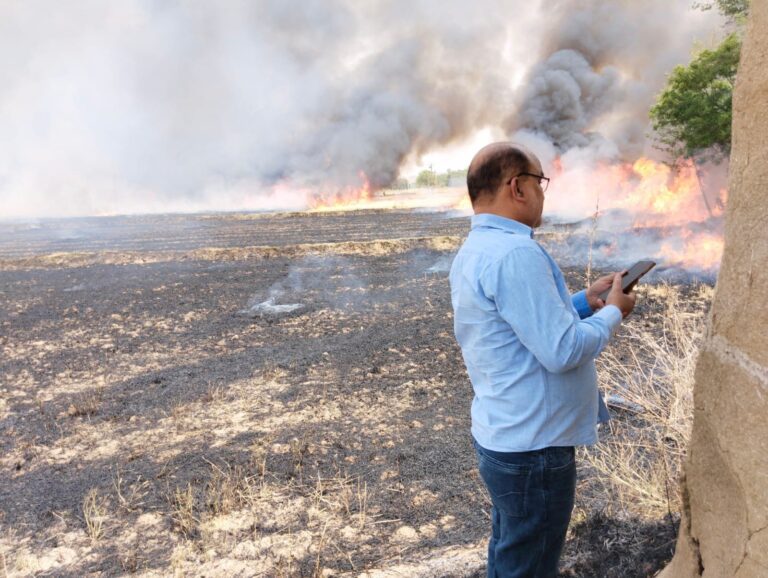 आग लगने से दो एकड़ गेहूं की फसल खाक एक बैल की मौत एक भैंस झुलसी।