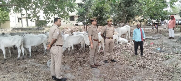 32 पशुओं के साथ दो तस्कर गिरफ्तार एक फरार।