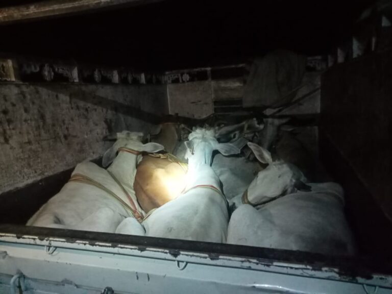 सात पशुओं के साथ एक तस्कर गिरफ्तार।