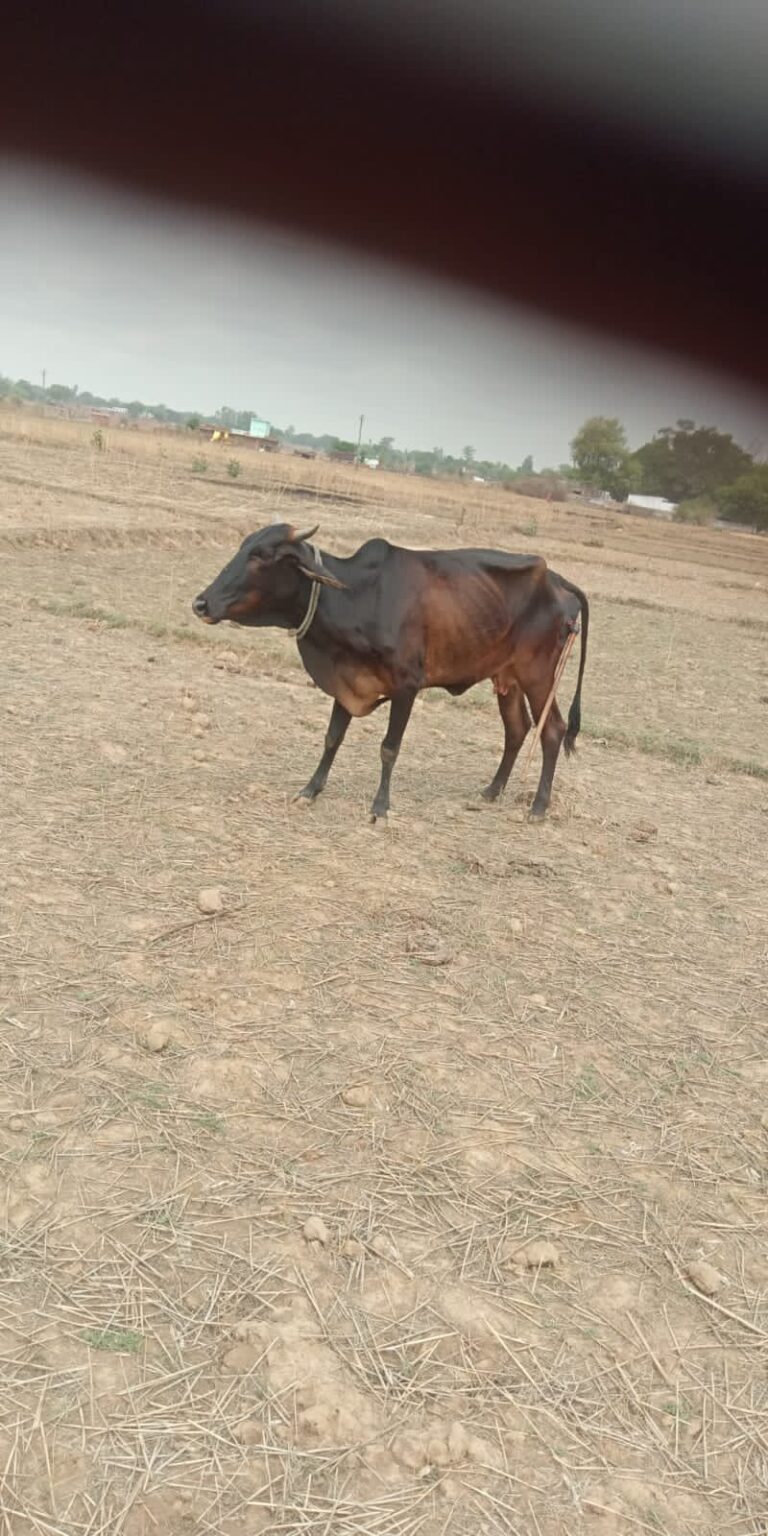 गाय पर कुल्हाड़ी से किया वार, मामला पहुंचा कोतवाली दुद्धी।