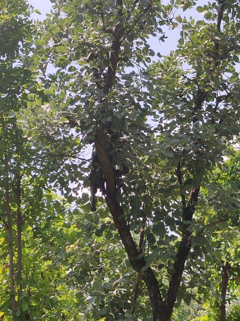 म्योरपुर : आरंगपानी गांव के वृद्ध का शव जुर्रा जंगल में पेड़ से लटकता मिला, 5 दिनों से था लापता।