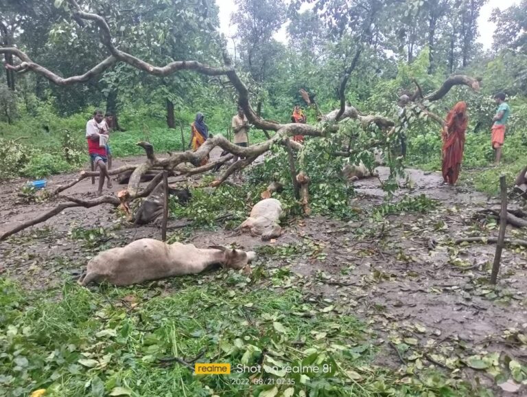 आकाशीय बिजली की चपेट में आने से पांच पशुओं की दर्दनाक मौत।
