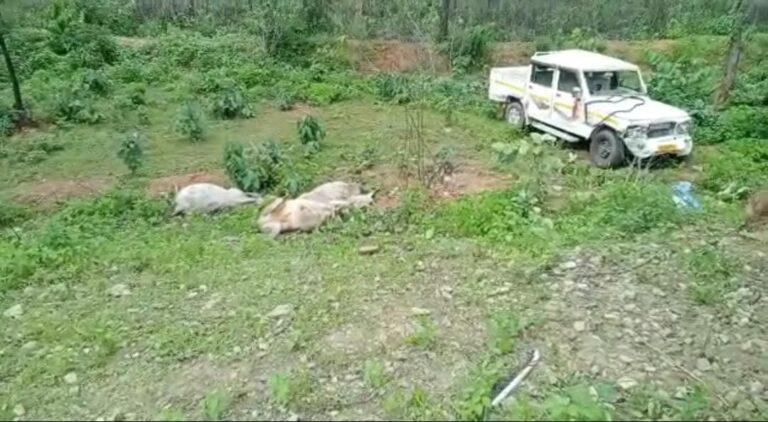 पिकअप के जोरदार धक्के से पांच गायों की मौत, दो महिला व मासूम सहित पांच लोग घायल।