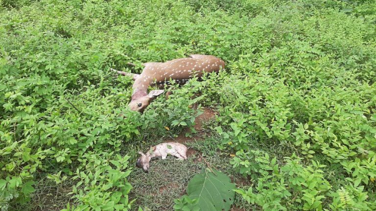 कुत्तो के हमले से घायल मादा हिरन व एक बच्चे की मौत।