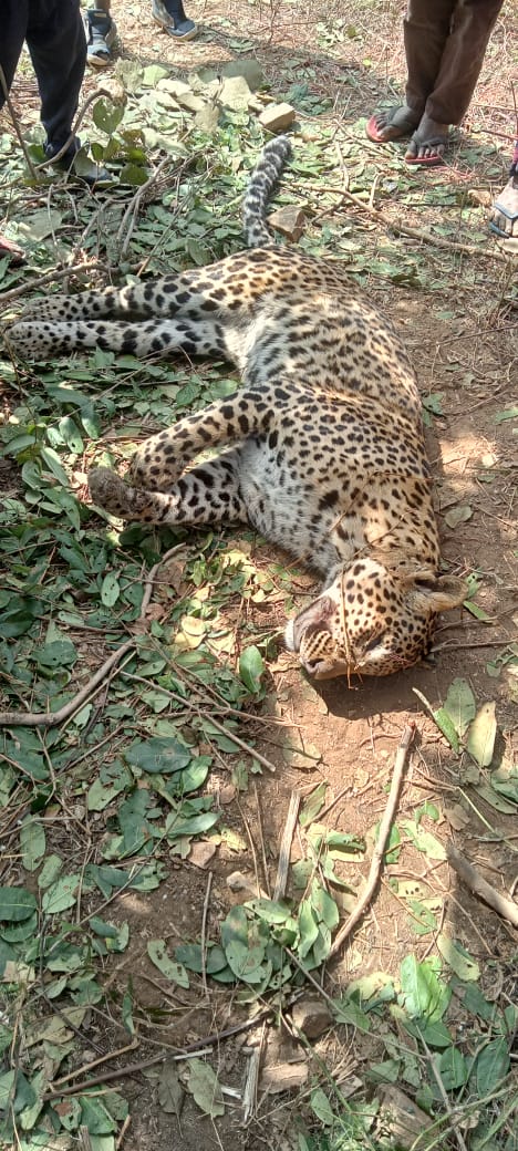 सोनभद्र – “मौत से पहले तेंदुआ ने काफी संघर्ष किया होगा।” – सब डिवीजनल ऑफिसर