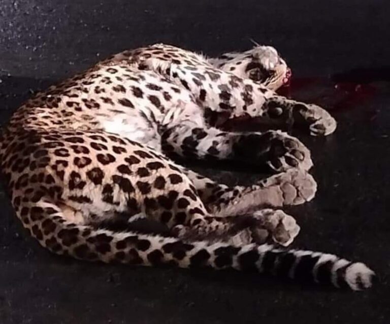 सोनभद्र : एक माह के भीतर दो तेंदुए की मौत, ट्रक के धक्के से सड़क पर मरा मिला तेंदुआ।