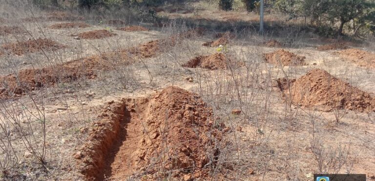 पुनर्जीवित होंगे चितपहरी के जंगल,लहलहाएंगे पौधे।