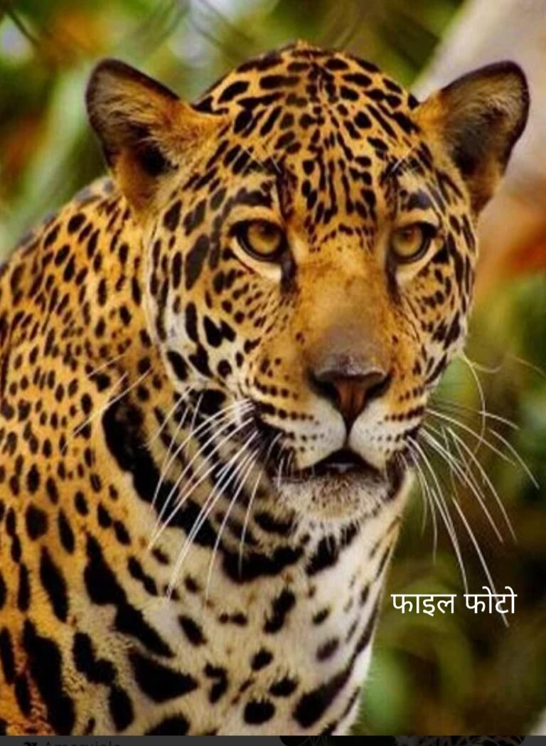 लैरा के जंगल मे तेंदुआ देखे जाने की जनचर्चा जोरो पर