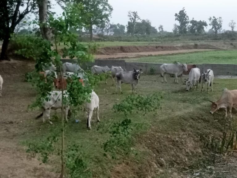 सोनभद्र : गोवध के लिए जा रहे 21 गोवंश पुलिस ने पकड़ा।