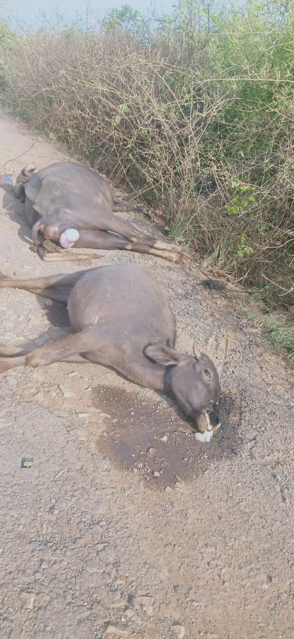 ग्यारह हजार हाइटेंशन तार गिरने से तीन भैंस मरी।