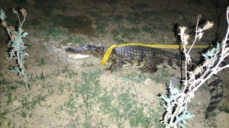 सोनभद्र के इस गांव में जब दिखा मगरमच्छ, मचा हड़कंप।