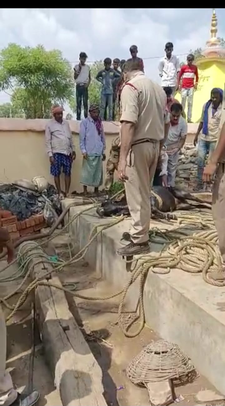 24 घंटे तक तड़पता रहा बैल कुँए में,रेस्क्यू ऑपरेशन कर फायर ब्रिगेड की टीम ने जीवित बाहर निकाला