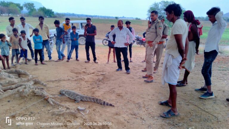 मगरमच्छ का बच्चा देखे जाने से मचा हडकंप