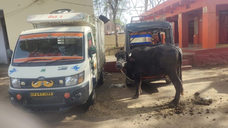 रॉबर्ट्सगंज पुलिस ने एक मैजिक से कुल 04 राशि भैंस व 04 किलो अवैध गांजा किया बरामद।