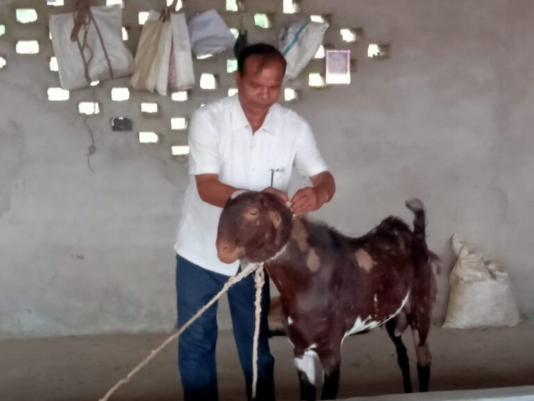 प्रधानमंत्री मुद्रा लोन से बकरी पालन कर संवर रहीं ग्राम डुमरा में जीवन।