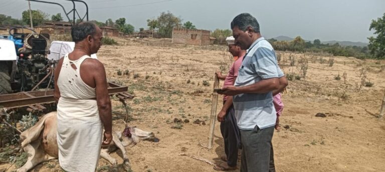 अज्ञात जंगली जानवर ने गर्भवती गाय को मारा।