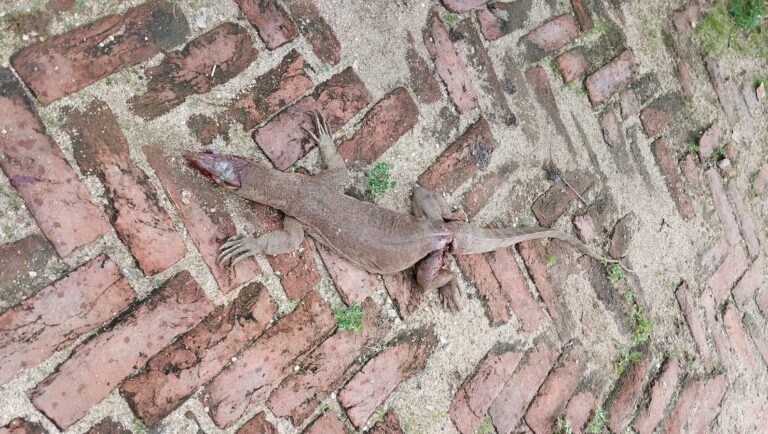 वर्षा के दिनों में रहें सावधान वरना हो सकते हैं विषैले जीवों का शिकार विद्युत सब स्टेशन पर मारा गया तीरिक्ष