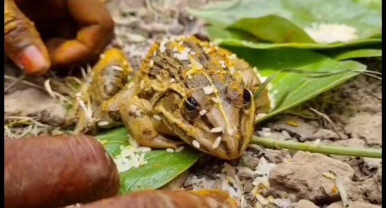 मेढक मेढकी का बरात में जम कर थिरके ग्रामीण