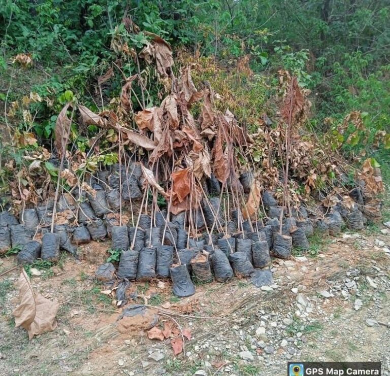 वन विभाग के कर्मचारियों की लापरवाही की वजह से सैकड़ों हरे पौधे हो रहे बर्बाद