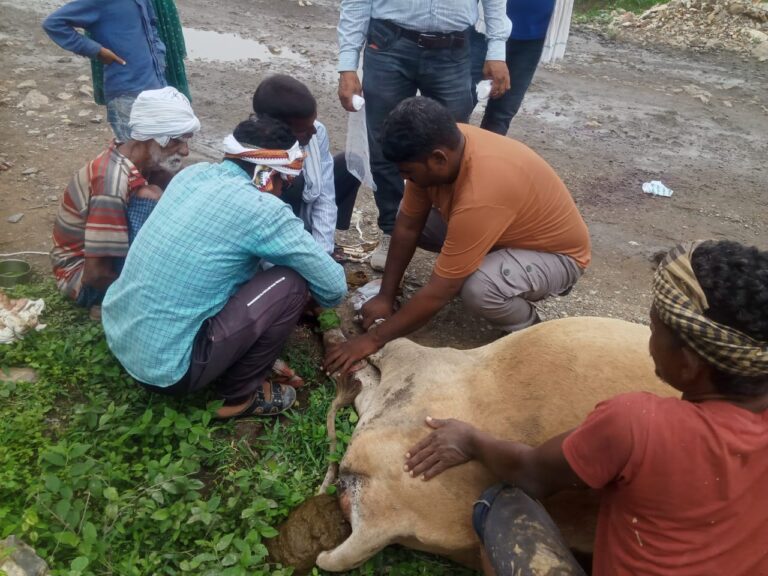 कोयला लदी तेज रफ्तार टेलर ने गाय को मारी टक्कर,गाय गंभीर रूप से घायल