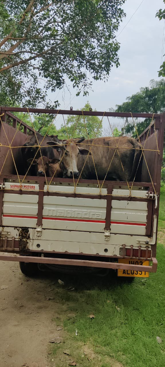 5 गोवंश के साथ 2 गो तस्कर को पिक अप समेत बीजपुर पुलिस ने पकड़ा।