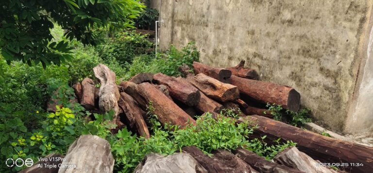 बीजपुर : 73 बोटा कत्था की लकड़ी बरामद दो गिरफ्तार, दो फरार, मुकदमा दर्ज।