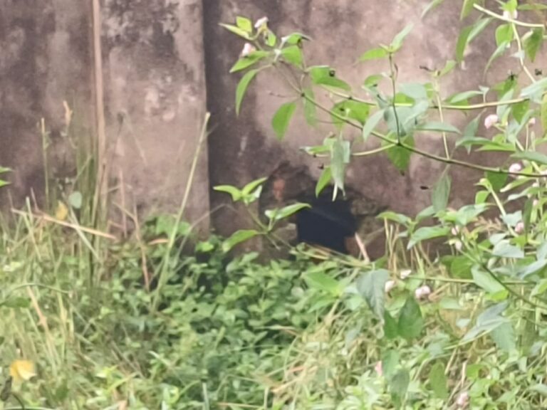 सेंधमारी कर किया गया चोरी का प्रयास,असफल रहे चोर।