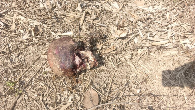 अज्ञात शव का अवशेष मिलने से क्षेत्र में सनसनी