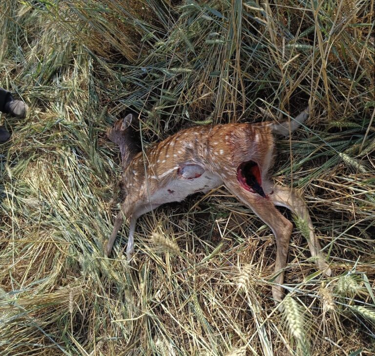 Sonbhadra news कुत्तों का आतंक:कुत्तों के हमले से हिरन की मौत पोस्टमार्टम के बाद वनविभाग ने दफनाया