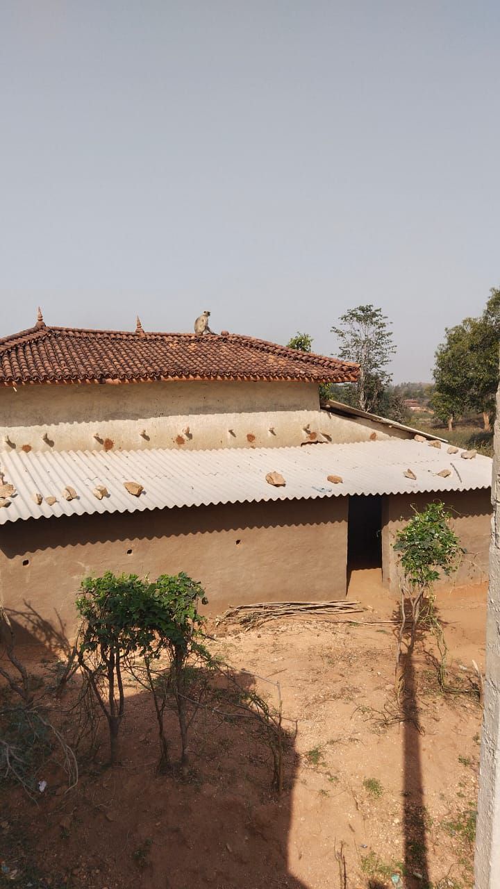 जंगली बंदरों के आतंक से ग्रामीण हलकान, वन विभाग बना अंजान।