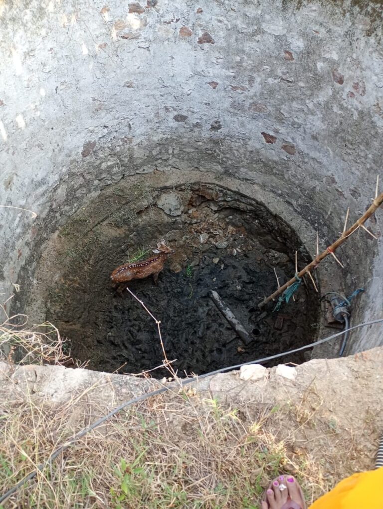 गर्मी की तपिश से बेहाल हिरण पानी की तलाश में भटककर कुएं में गिरा।
