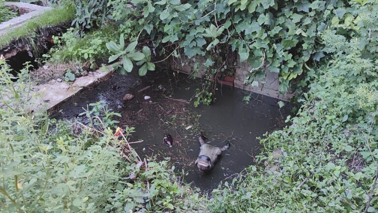 दुर्भाग्य – सामुदायिक स्वास्थ्य केंद्र दुद्धी में वर्षों से खुले सेफ्टी टैंक में गाय गिरी।&nbsp;