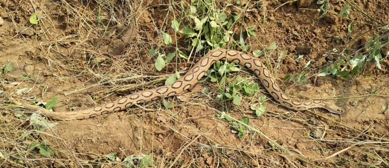 सोनभद्र : छपका में लगभग 5 फीट के अजगर को देखने के लिए लोगों में कौतूहल।