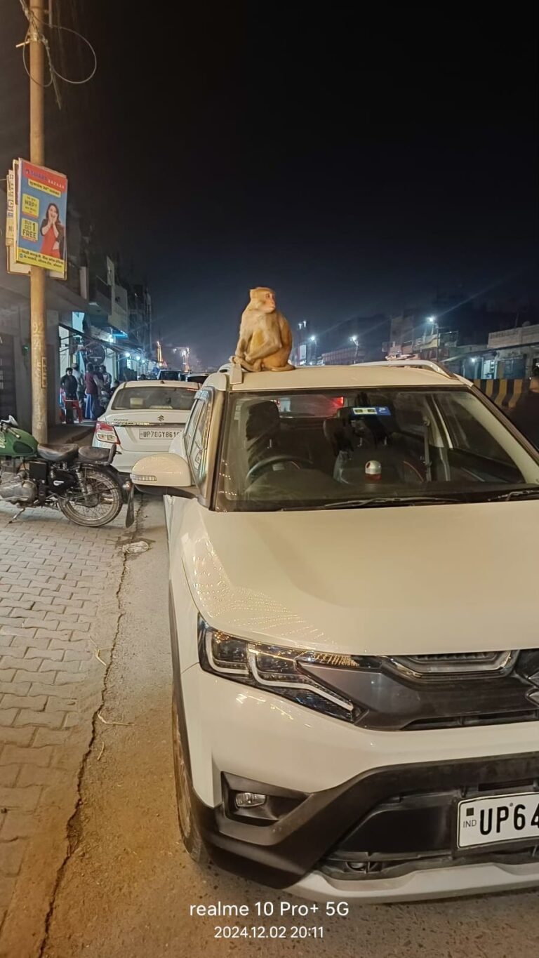 Sonbhadra News: बंदर के आतंक से नगरवासी भयभीत दर्जन भर लोगों पर कर चुका है हमला ।