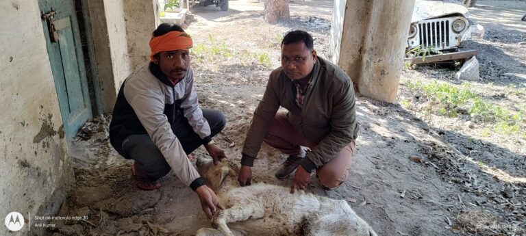 पशु अस्पताल दुद्धी के कर्मी अनिल कुमार के सराहनीय प्रयास से बीमार पशुओं को मिल रहा जीवनदान.