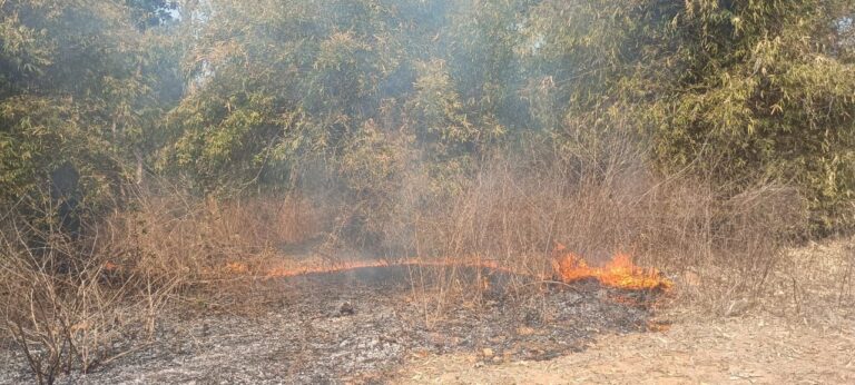 Sonbhadra News : चेतवा में आग से 15 बीघा प्लांटेशन खाक, सूचना के बावजूद नहीं पहुँचा फायर टेंडर