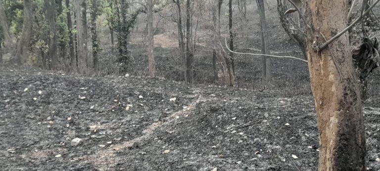 Sonbhadra News : मुर्धवा-बीजपुर मार्ग के जंगल में लगी आग, वन्यजीवों और पर्यावरण को भारी नुकसान