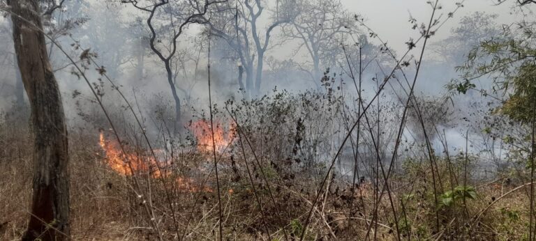 Sonbhadra News : जंगलों में आग और अवैध कटान की रोकथाम के लिए जारी हो हेल्पलाइन नंबर – चेयरमैन कमलेश मोहन