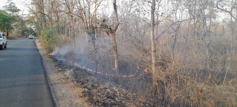 Sonbhadra News : रन टोला का जंगल कई दिनों से धू-धू कर जल रहा, वन विभाग बेबस