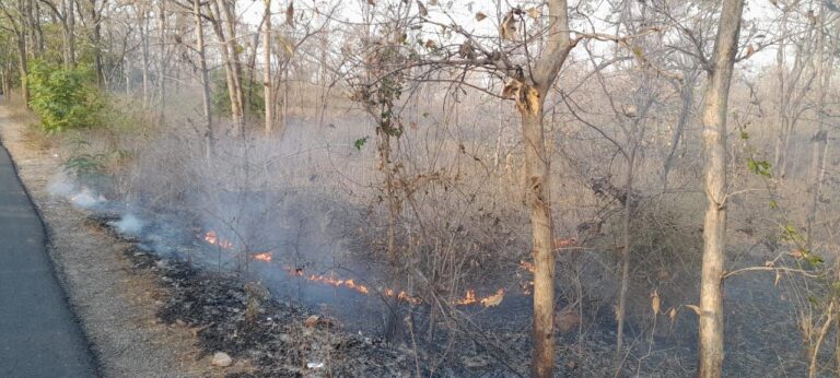 Sonbhadra News : मुर्धवा-बीजपुर मार्ग के जंगल में आग लगने से मचा हड़कंप, वन संपदा को भारी नुकसान
