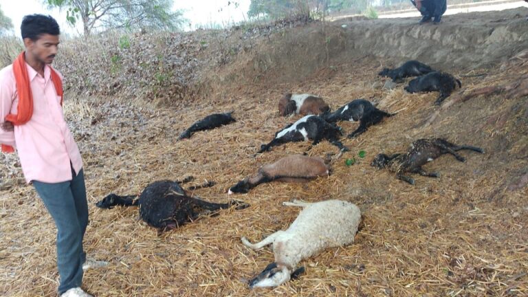 Sonbhadra News: सोनभद्र जिले में आकाशीय बिजली से हुई बड़ी घटना, नौ बकरी और एक भेंड़ की मौत, पशुपालक घायल