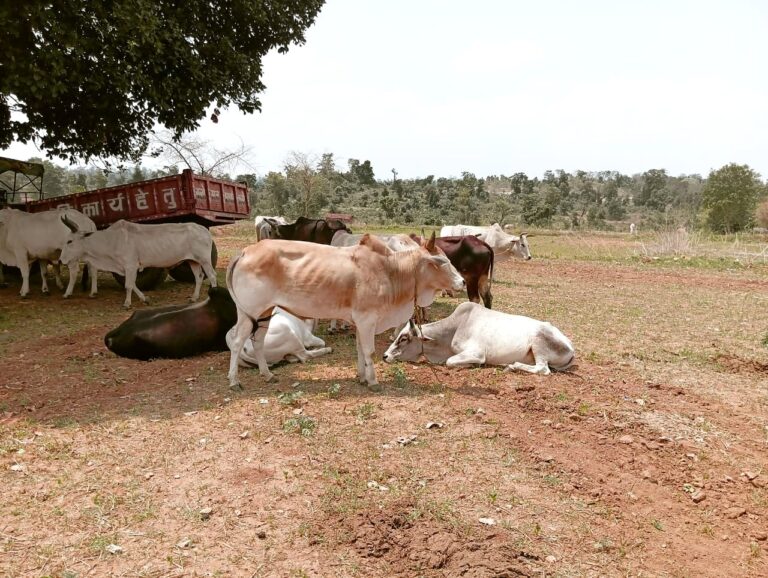 Sonbhadra News: गोहड़ा गांव में 34 गौवंशों के साथ तीन तस्कर गिरफ्तार, ग्रामीणों ने सूझबूझ से बचाई पशुओं की जान