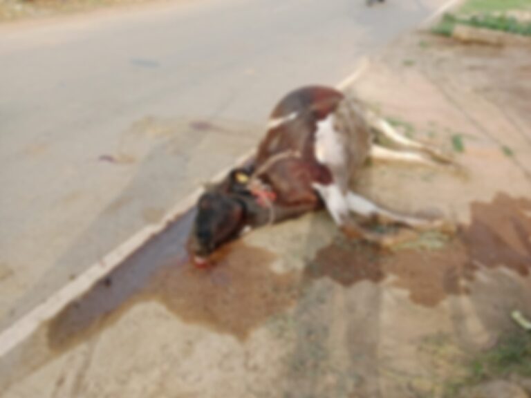 Sonbhadra News: अनियंत्रित कार की टक्कर से गाय की मौत, बिजली का खंभा भी क्षतिग्रस्त – ग्रामीणों में आक्रोश