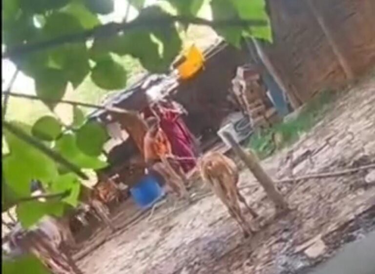 Sonbhadra News: रेणुकूट में कुत्ते को लाठी-डंडों से पीटकर मार डाला, आरोपी पर मुकदमा दर्ज