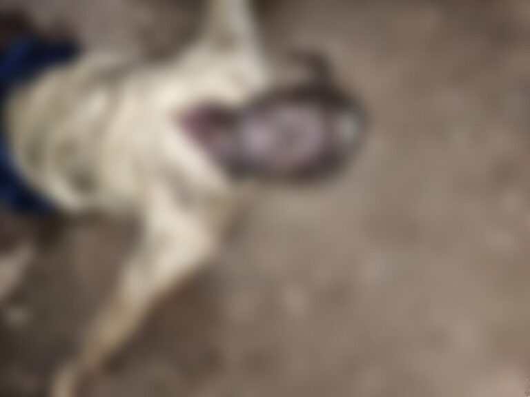 Sonbhadra News: करहिया गांव में बऊली में अज्ञात व्यक्ति का मिला शव, शिनाख्त में जुटी पुलिस, डूबने से मौत की आशंका