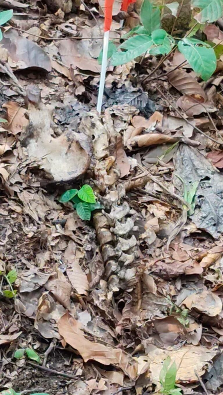 जंगल में मिला संदिग्ध मानव कंकाल, डीएनए जांच से होगी पहचान।